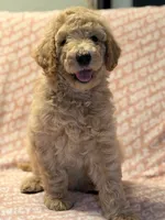 Pumpkin , a female Poodle - Standard  for sale in Corona, CA – 7 of 7