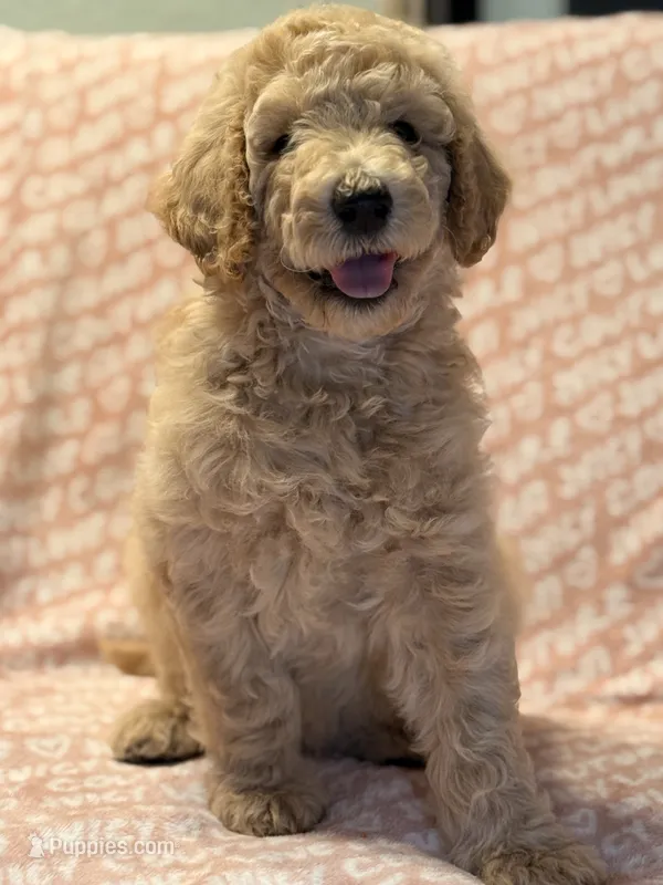 Pumpkin , a female Poodle - Standard  for sale in Corona, CA – 1 of 7