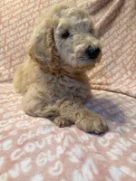 Pumpkin , a female Poodle - Standard  for sale in Corona, CA – 5 of 7