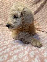 Pumpkin , a female Poodle - Standard  for sale in Corona, CA – 6 of 7