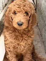 Brownie , a male Poodle - Standard  for sale in Corona, CA – 5 of 10