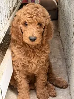 Brownie , a male Poodle - Standard  for sale in Corona, CA – 2 of 9