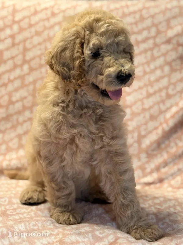 Pumpkin  – Poodle - Standard  puppy for sale in Corona, CA