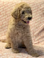 Pumpkin , a female Poodle - Standard  for sale in Corona, CA – 4 of 7