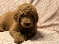 Brownie , a male Poodle - Standard  for sale in Corona, CA – 6 of 9
