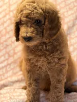 Brownie , a male Poodle - Standard  for sale in Corona, CA – 5 of 9