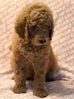 Brownie , a male Poodle - Standard  for sale in Corona, CA – 7 of 9