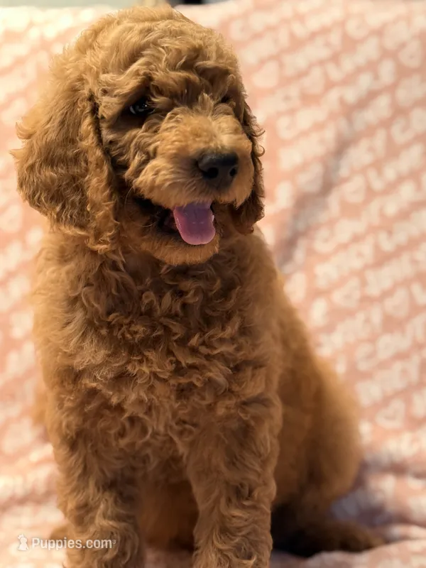 Brownie  – Poodle - Standard  puppy for sale in Corona, CA