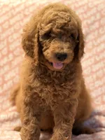 Brownie , a male Poodle - Standard  for sale in Corona, CA – 9 of 9