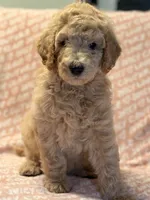 Pumpkin , a female Poodle - Standard  for sale in Corona, CA – 3 of 7
