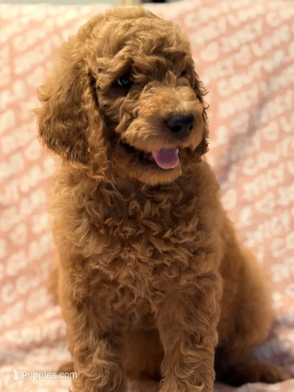 Brownie  – Poodle - Standard  puppy for sale in Corona, CA