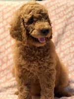 Brownie , a male Poodle - Standard  for sale in Corona, CA – 1 of 9
