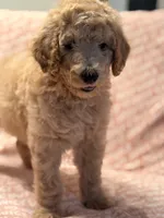Pumpkin , a female Poodle - Standard  for sale in Corona, CA – 2 of 7