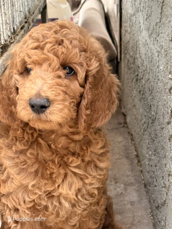 Brownie  – Poodle - Standard  puppy for sale in Corona, CA
