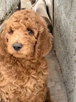Brownie , a male Poodle - Standard  for sale in Corona, CA – 3 of 10
