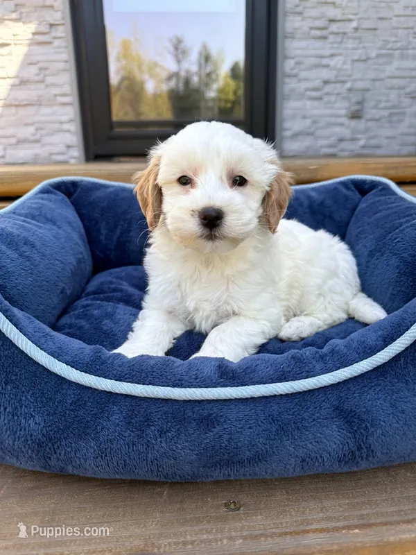 Archie - Toy Size – Miniature Goldendoodle puppy for sale in Mosinee, WI