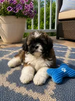Max, a male Shih Tzu for sale in Mosinee, WI – 1 of 1