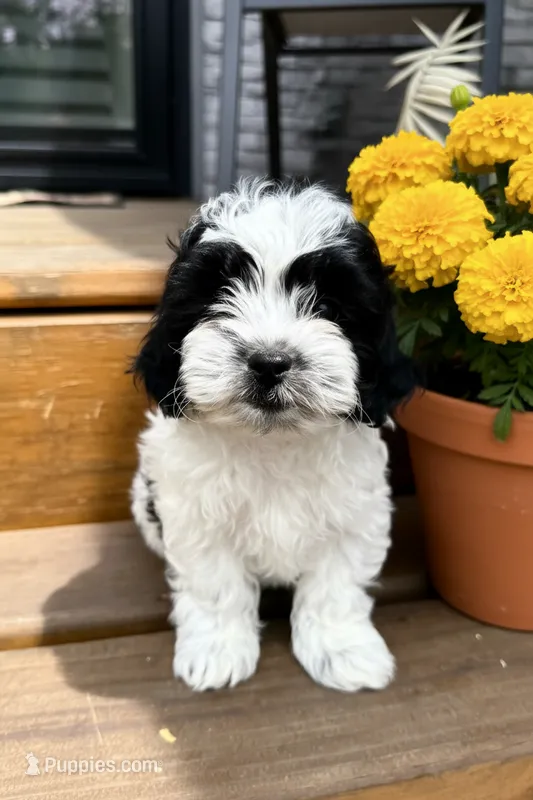 Leo – Shihpoo puppy for sale in Mosinee, WI