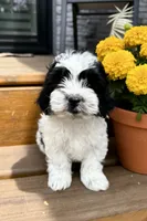 Leo, a male Shihpoo for sale in Mosinee, WI – 1 of 1