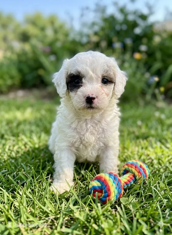 Gigi – Shihpoo puppy for sale in Mosinee, WI
