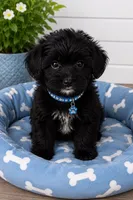 Cooper, a male Yorkipoo for sale in Mosinee, WI – 1 of 1