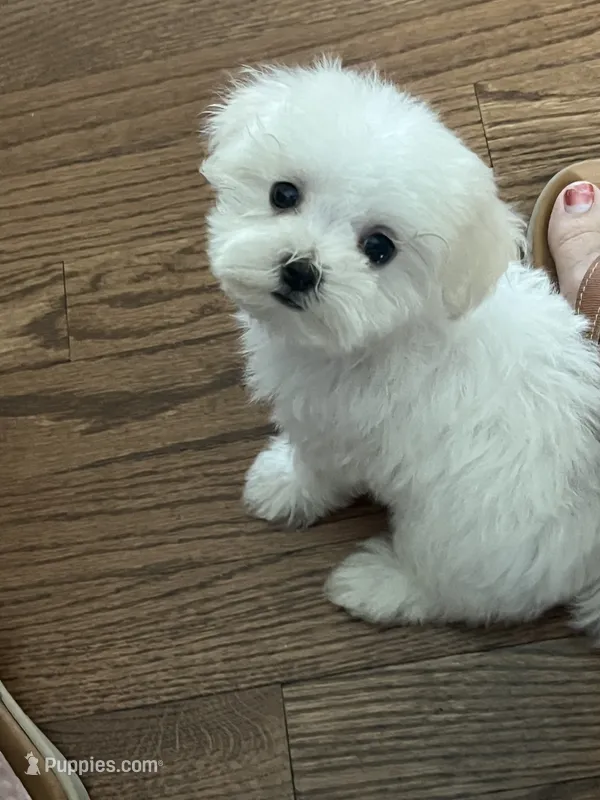 Mia – Maltese puppy for sale in Mosinee, WI