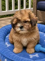 Arlo, a male Shihpoo for sale in Mosinee, WI – 1 of 1