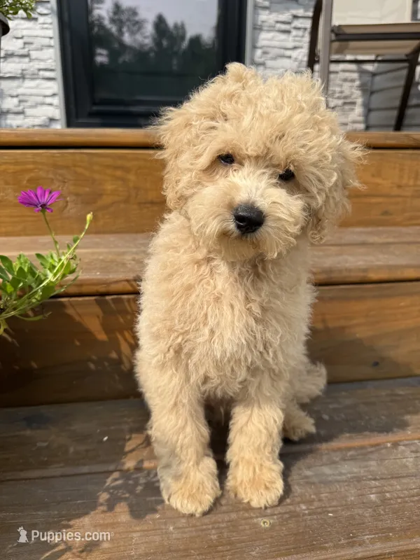 Charlie – Miniature Goldendoodle puppy for sale in Mosinee, WI