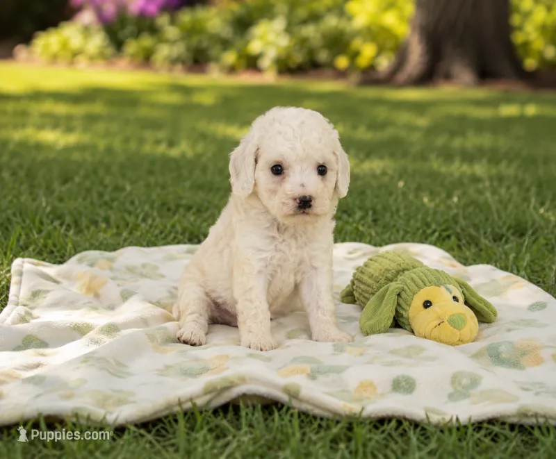 Lola – Shihpoo puppy for sale in Mosinee, WI
