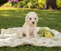 Lola, a female Shihpoo for sale in Mosinee, WI – 1 of 1