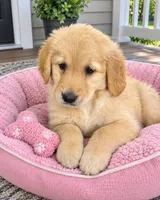 Maggie, a female Golden Retriever for sale in Mosinee, WI – 1 of 1