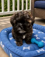 Archie, a male Shihpoo for sale in Mosinee, WI – 1 of 1
