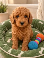 Ryder-Toy Size, a male Miniature Goldendoodle for sale in Mosinee, WI – 1 of 1