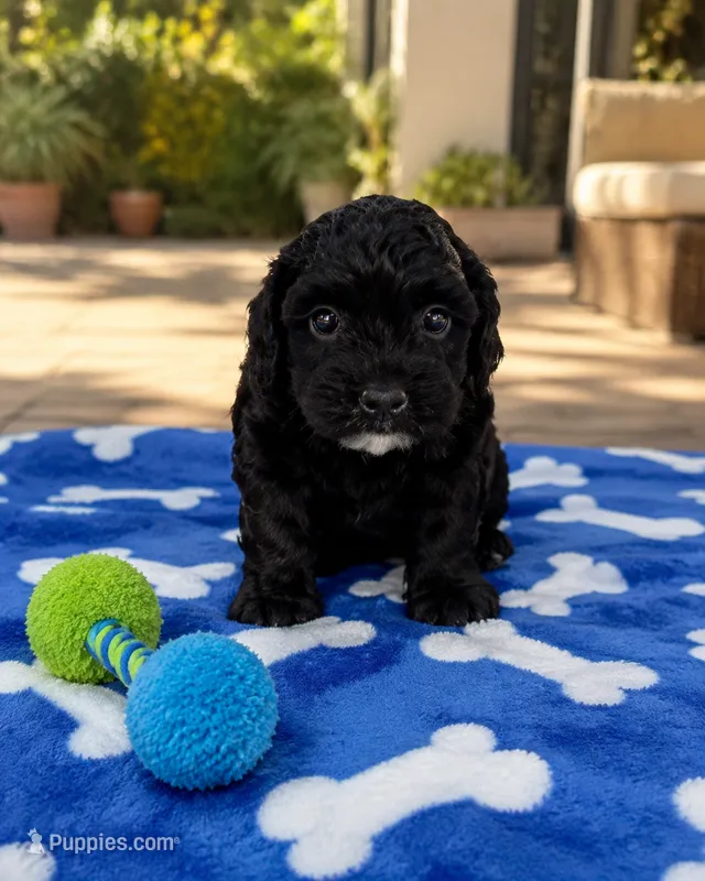 Benny – Shihpoo puppy for sale in Mosinee, WI