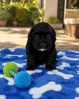 Benny, a male Shihpoo for sale in Mosinee, WI – 1 of 1