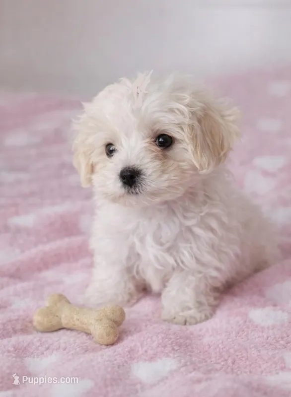 Lillie – Maltipoo puppy for sale in Mosinee, WI