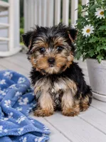 Alvin, a male Yorkshire Terrier for sale in Mosinee, WI – 1 of 1