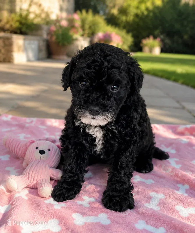 Gia  – Poodle - Miniature  puppy for sale in Mosinee, WI