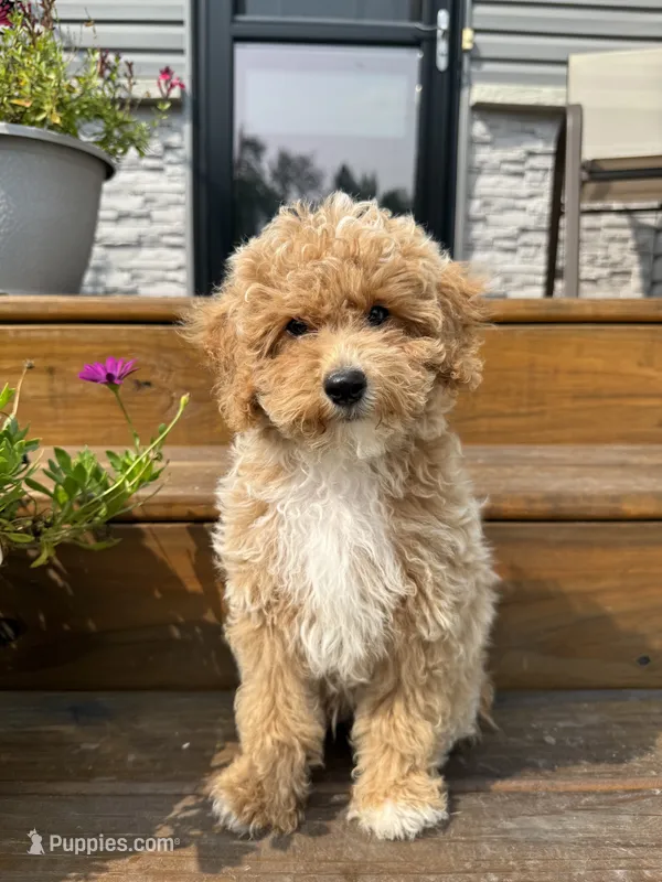 Teddy – Miniature Goldendoodle puppy for sale in Mosinee, WI