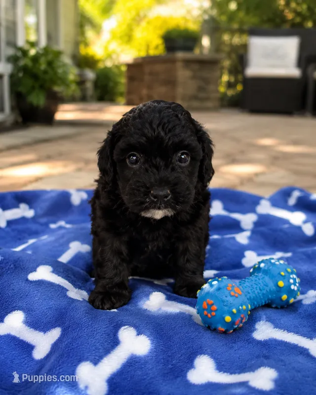 Parker – Poodle - Miniature  puppy for sale in Mosinee, WI