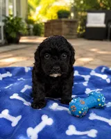 Parker, a male Poodle - Miniature  for sale in Mosinee, WI – 1 of 1