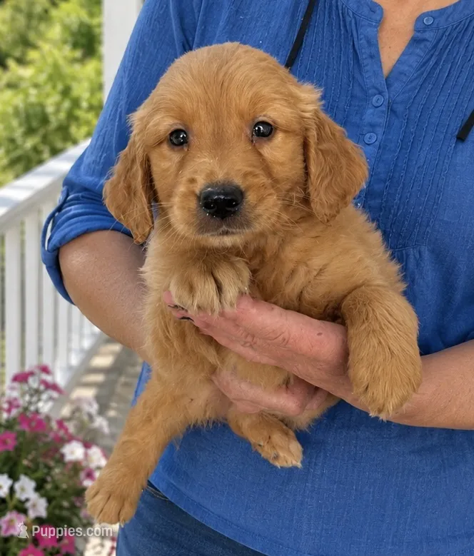 Jack – Golden Retriever puppy for sale in Mosinee, WI