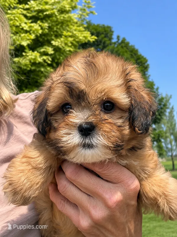 Arlo – Shihpoo puppy for sale in Mosinee, WI