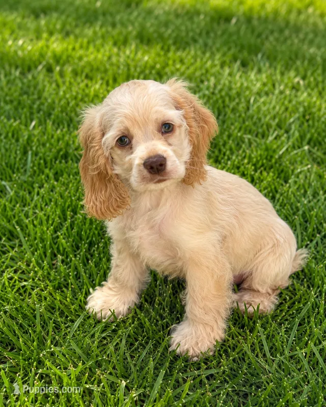 Ellie – Cocker Spaniel puppy for sale in Mosinee, WI