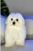 Mili, a male Maltese for sale in Mosinee, WI – 1 of 1