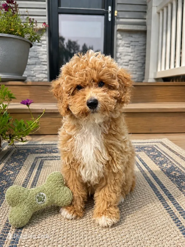 Teddy – Miniature Goldendoodle puppy for sale in Mosinee, WI
