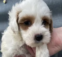 Vivian-Toy Size, a female Miniature Goldendoodle for sale in Mosinee, WI – 1 of 1