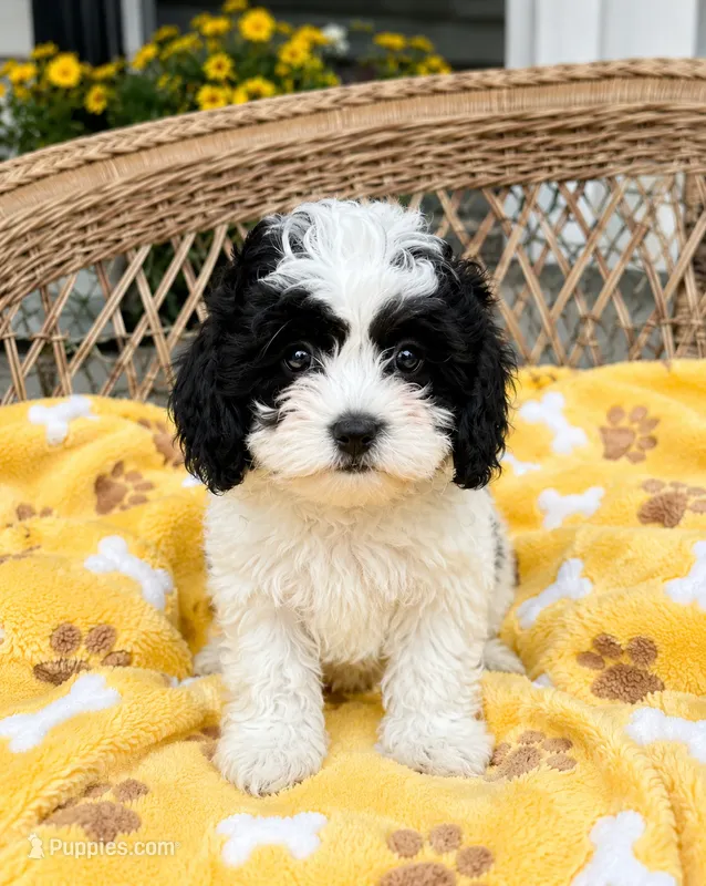 Lola – Shihpoo puppy for sale in Mosinee, WI