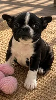 Lucy, a female Boston Terrier for sale in Mosinee, WI – 1 of 1