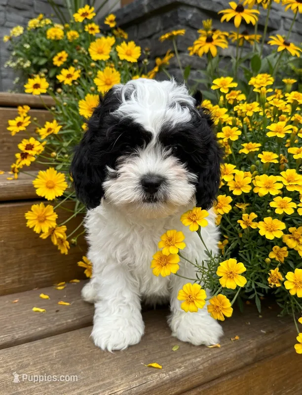 Lola – Shihpoo puppy for sale in Mosinee, WI